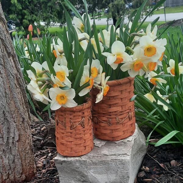 Allison Coldwell / Baskets